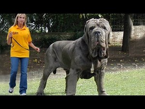 Top 10 Biggest Dogs In The World