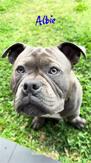 Allow Me to Re-Introduce My Dog 🤍🐾