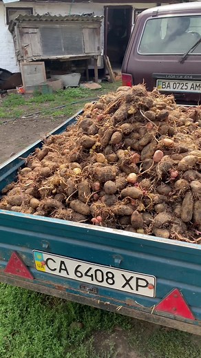 Exploring Potato Varieties and Their Sizes