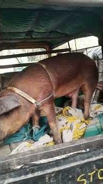 When you’ve got appointments to create the next generation 💪🏽#pig#shorts#breeding#duroc