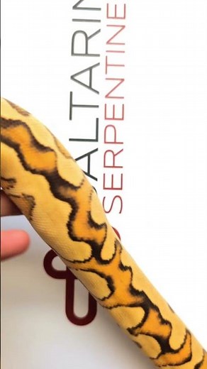 In love with this beautiful Lace OD Yb Clown ball python I got from Kinova 😍