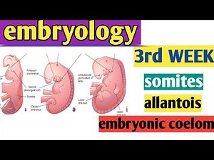 3rd week embryology (3), Somites:paraxial mesoderm: allantois : chorionic villi: embryonic coelom