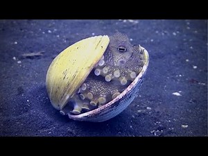 Baby Octopus Hiding Inside Shell Is Adorable