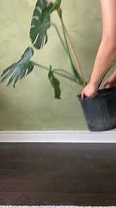 7.4K views · 116 reactions | Repot this Monstera plant with me! When...