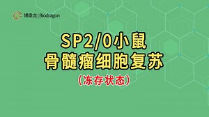 SP2/0细胞处理实操视频（上）