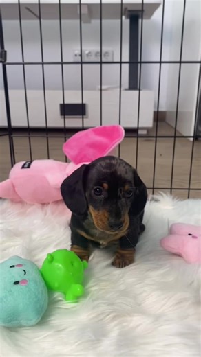 #funnydog #minidachshund #puppylove #puppylife #teckel
