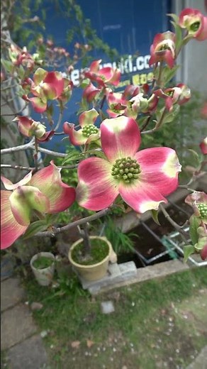 弊社の前庭のハナミズキが咲きました。#ハナミズキ#花水木#花
