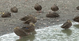 Ducks, Turtles affected as West Guth pond shrinks