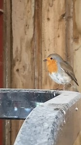 #riotherobin singing his beautiful songs from on top of the tractor in the barn 🧡🎶 | The Robin Whisperer