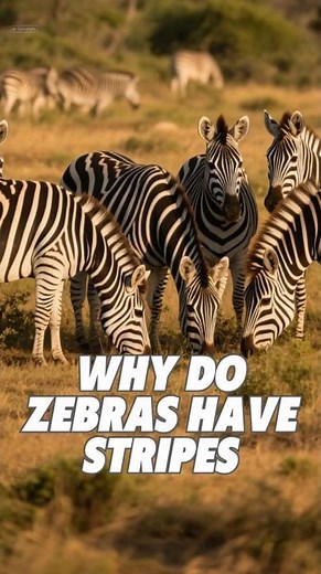 Why do zebras have stripes