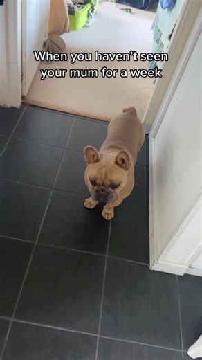 Excited Dog Reaction After a Holiday Break