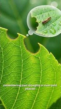 Mind-Blowing Plant Secrets: They Do WHAT?!