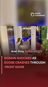 Woman Shocked as Goose Crashes Through Front Door #worldnews #news