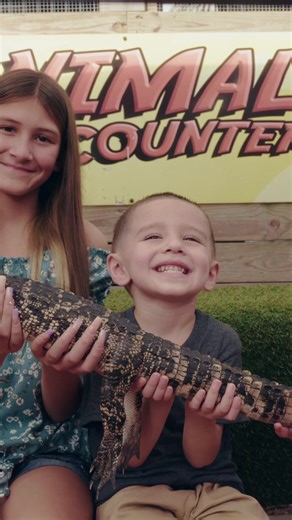 15K views | Get up close and personal with alligators, snakes, and more in our Animal Encounter experience. Plus, take an exhilarating airboat tour through the Florida wetlands. Who's ready to get wild? Book now! | Everglades Holiday Park | Facebook