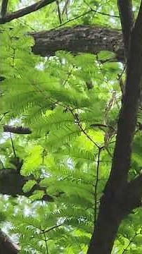 공룡 시대부터 살아온 메타세콰이어(Metasequoia)
