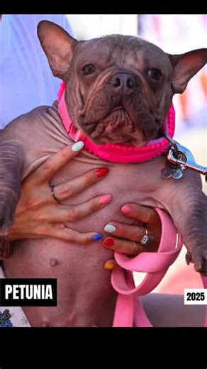 Meet petunia the 2025 World’s Ugliest Dog — proof that personality always wins Best in Show. 🐾 #WorldsUgliestDog | PAW POINT UK
