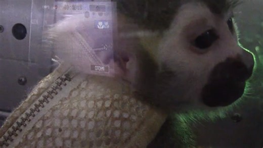 Videos of controversial FDA study examining effects of nicotine on monkeys released