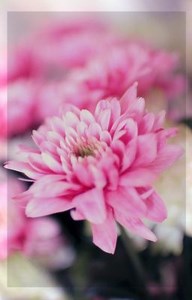 What is This "Love"? (Invader Zim X Reader X Dib) - (very short) Cuteness