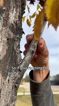Elm Pruning Tips for Edmonton Residents