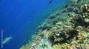 Peacock Grouper on a sloping reef. Cephalopholis argus