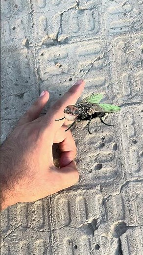 Amazing fly😂🪰