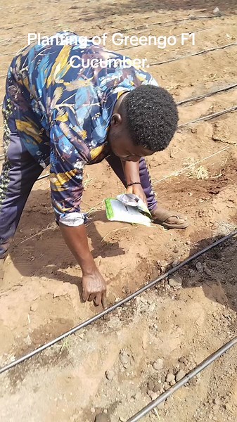 Planting Greengo F1 Cucumbers: A Farmer's Guide