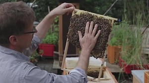 13K views · 313 reactions | DER IMKER VON SANKT PAULI: Honig aus der...