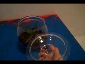 how to make a terrarium (TUTORIAL) simple