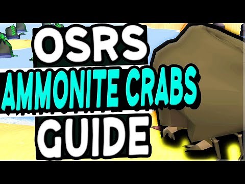 The Ultimate Ammonite Crabs Guide Old School Runescape