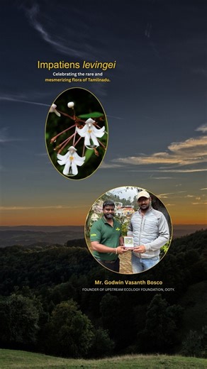 At SharonPly, we continue to celebrate the rare and unique flora of Tamil Nadu through our ‘Unusual Flowers of Tamil Nadu’ calendar. This year’s edition features Impatiens lavingei, a delicate species found in the mist-laden Shola forests of the Nilgiris. Known commonly as balsams, impatiens are renowned for their orchid-like beauty and are considered a hallmark of the Western Ghats’ biodiversity. The Nilgiris, in particular, is a hotspot for this genus, where many native and endemic species hav