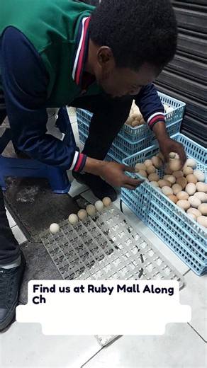 📢🐣 Get Ready Farmers! 🐣📢 At Kilimo Incubators Ltd, we care about your success every step of the way. On Day 19 of incubation, we’ll be showing you exactly what needs to be done for a successful hatch ✅🔥. Stay tuned as we guide you through the process – because with Kilimo Incubators, you never walk alone 👩‍🌾👨‍🌾. Kilimo Incubators – Where Farming Meets Innovation 🚜💡 Don’t just farm… farm smart! 🌾💡 📞 Call/WhatsApp: 0728 910633 / 0727 754766 📍 Find us in Nairobi CBD – Ruby Mall or Ea