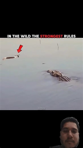 Crocodile attack python in water #wildlife #animals #youtube