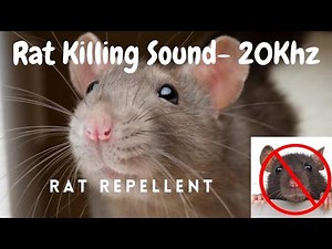 rat repellent sound | mouse killer | 10 hours | 100% Working | Rat distress call | HIGH PITCH SOUND