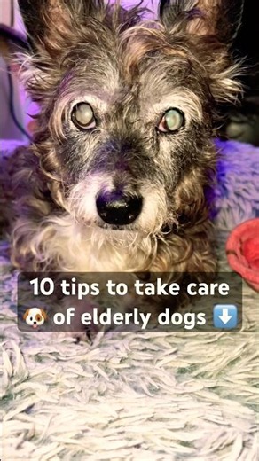 🐕 Canine care tips, best dog videos, funny bark, how to take care of elderly dogs, senior dog