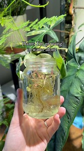 33K views · 549 reactions | Plants I’m too lazy to pot up.  These...