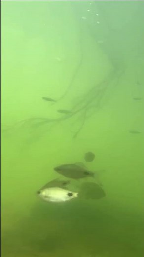 Mesmerizing Underwater Lake Scene | Lake Fish in Their Natural Habitat