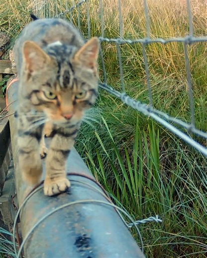 Chester Zoo on Reels