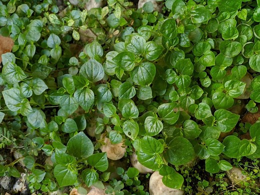 How To Grow And Propagate Peperomias - Bunnings Australia