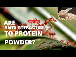 Are Ants Attracted To Protein Powder?