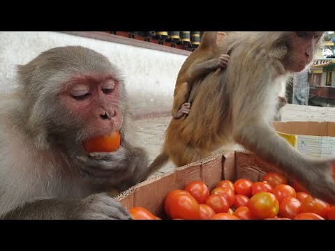 Monkey eat tomato