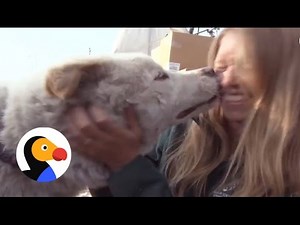Dogs Saved From Dog Meat Farm In South Korea | The Dodo