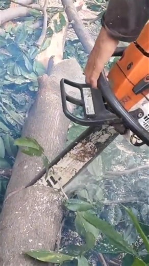 Firewood Woodworking projects #chainsaw #shorts #treecutting