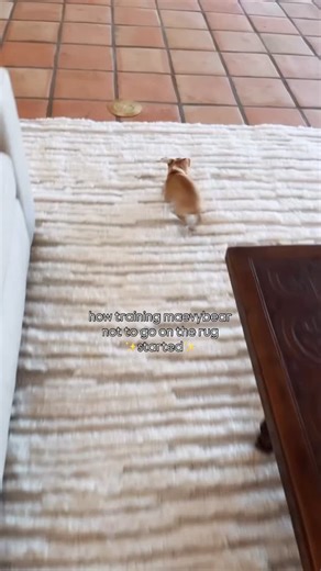 Maevy | mommy’s very strict #chiweeniesofinstagram #chiweenie #dogsofinstagram | Instagram