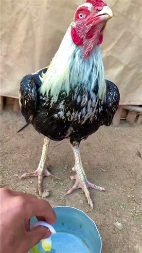 White Java Loves Pigeon Eggs 🐔🥚 #yummy #foodie #chicken #farmlife #whitejawav