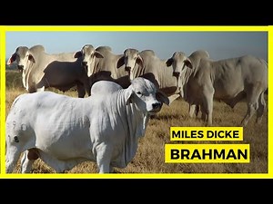 INCREDIBLE!! BULLS OF THE BRAHMA BREED
