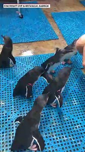 481K views · 64 shares | Mars & Rover, the nearly 3-month-old little blue penguin chicks at the Cincinnati Zoo & Botanical Garden, went on their first swim lesson in the large indoor pool. Check out how they did! | The National Desk - TND | Facebook