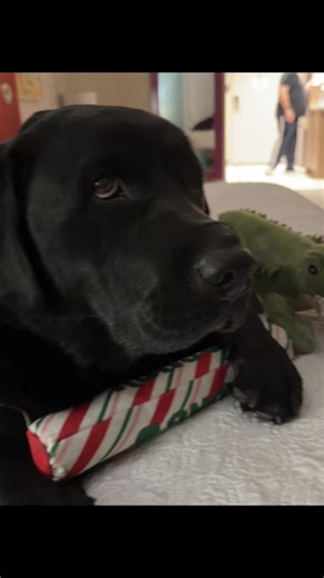 Celebrating Black Labs: Tyler's Adventures