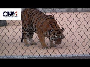 POWERFUL TIGER RUNNING FAST & jumping - SUPER COOL FTW !!!! - in 1080P HD