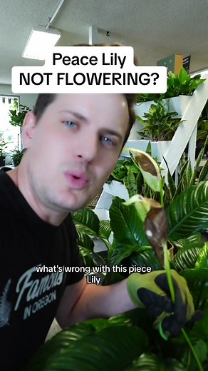 I still maintain that peace lily are some of the most beginner friendly plants on the market. Theyll produce beautoful “flowers” which you now know arent actual flowers, in a wide range of conditions, which, considering their impact, is unusual for most houseplants on the market. I like to water these plants when theyre about 25% dry. #peacelily #planttok #planttips