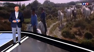 Cette semaine, TF1 Le JT consacre sa série du midi aux chevaux et vous emmène à la découverte de races françaises...Comme le cheval camargue, emblème de toute une région et d'une culture guardianne ancrée dans le sud de la France. 🌞 Un reportage à découvrir en intégralité sur https://www.tf1.fr/tf1/jt-13h/videos/camargue-ces-petits-chevaux-a-la-robe-grise-63215507.html. Merci à TF1 pour cette immersion dans le monde des chevaux ! Association des Eleveurs de Chevaux de Race Camargue | FFE - Fédé